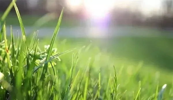 长草期是什么意思-长草期是旅游好时节