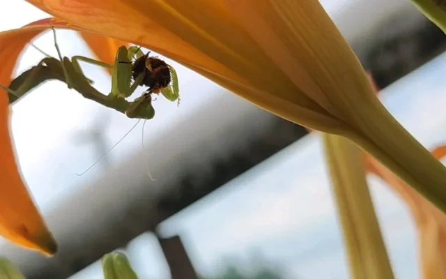 白天在哪里抓螳螂-清晨田野捕螳螂