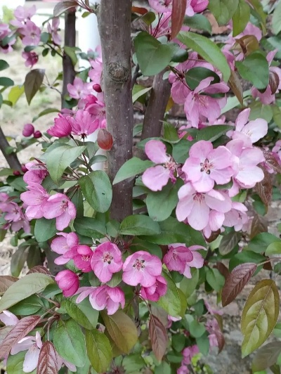 海棠现在可用的连接